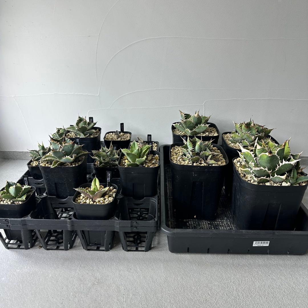 【最終値下げ】 チタノタ スタッズ系 14株以上セット 検) オテロイ、ブツブツ