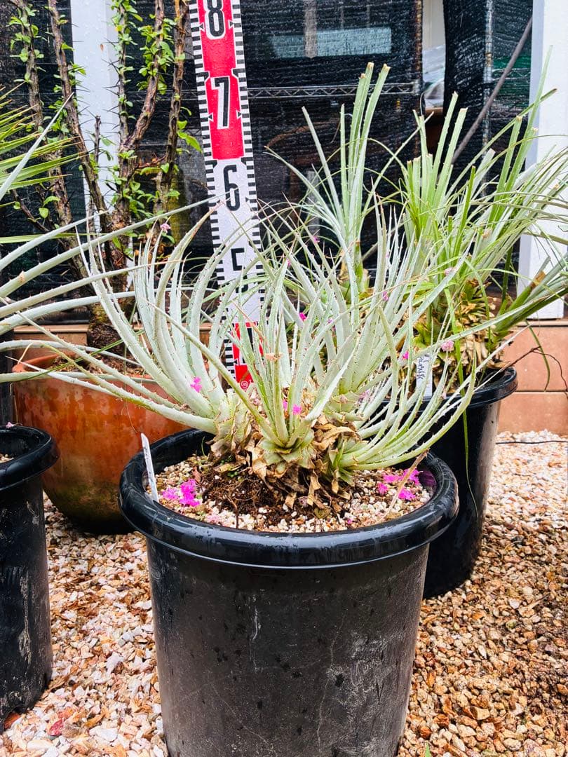 プヤ　セルーレア　マルチヘッド抜き苗