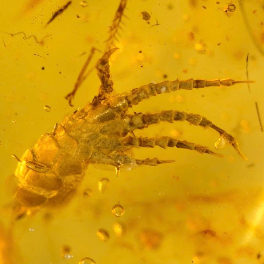 レア極上品 手TT0064虫入り琥珀化石ミャンマーカムティかタナイ9900万年前