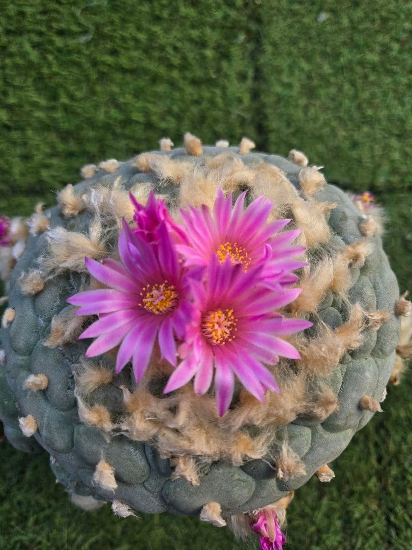 銀冠玉　実生　サボテン