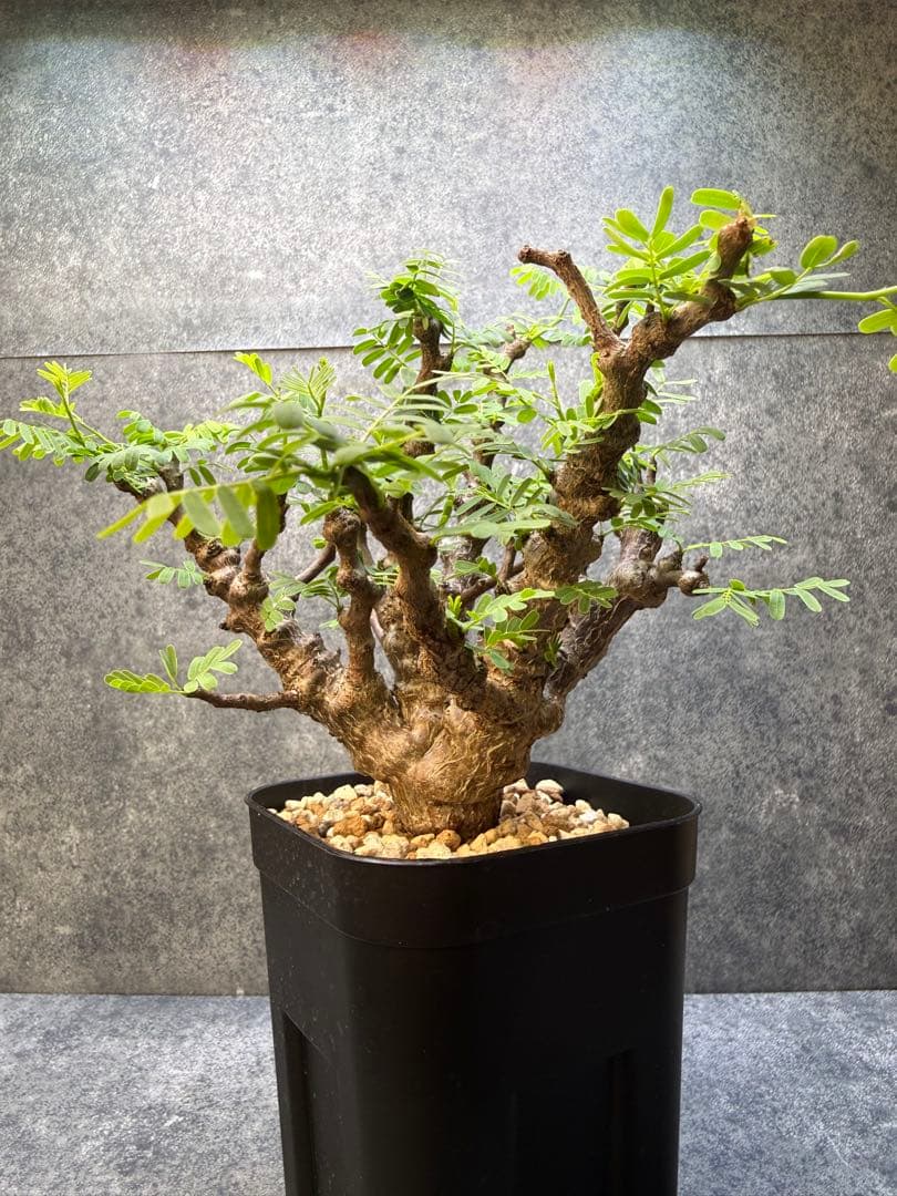 センナ　メリディオナリス　海外実生　発根済み　446