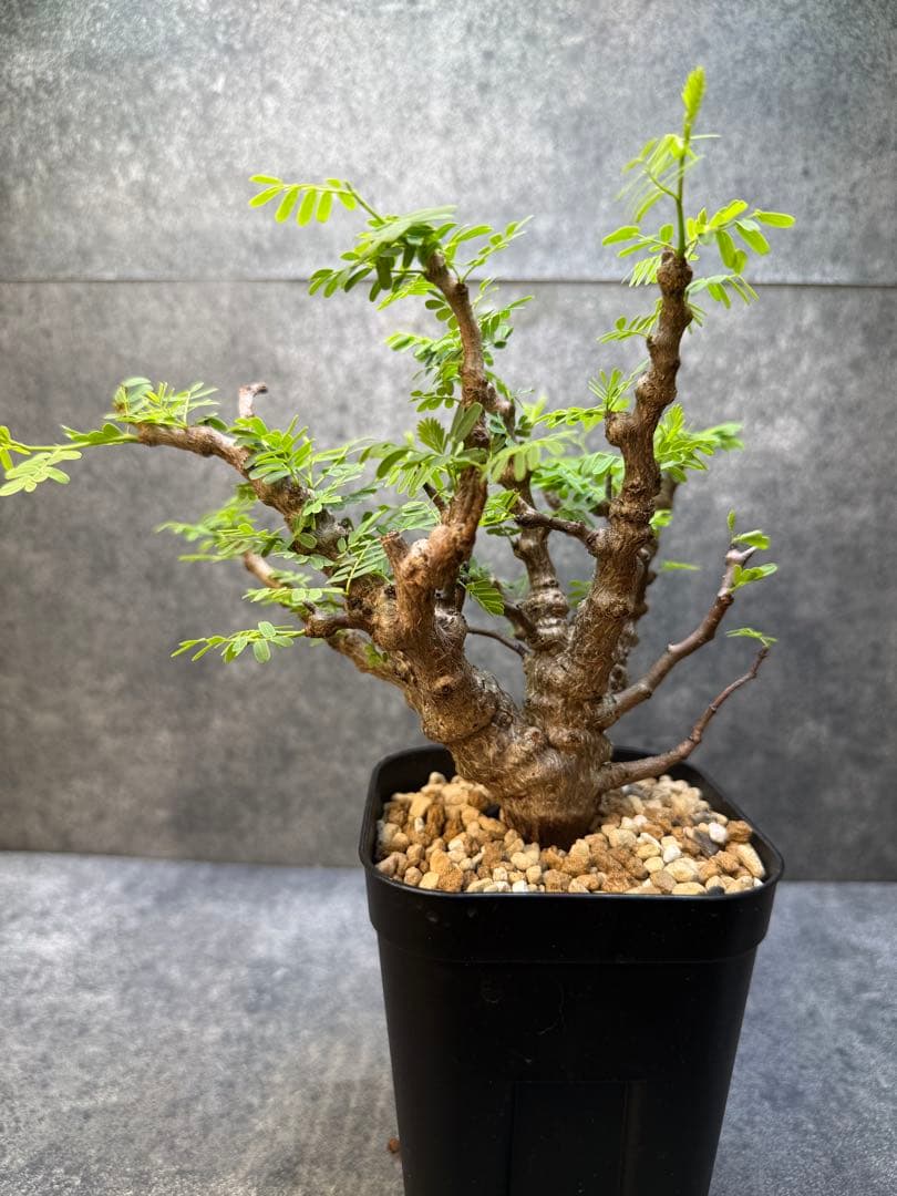 センナ　メリディオナリス　海外実生　発根済み　446