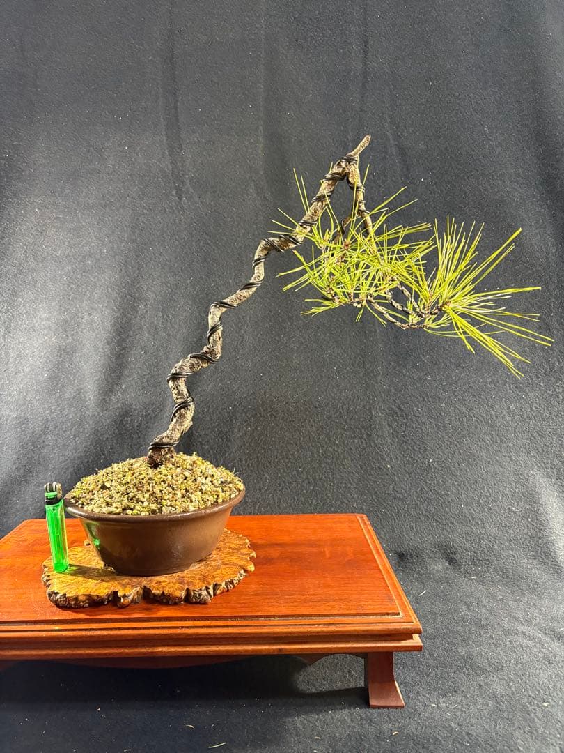 中品盆栽、赤松、斜幹作り、山採取 目立った傷や汚れなし