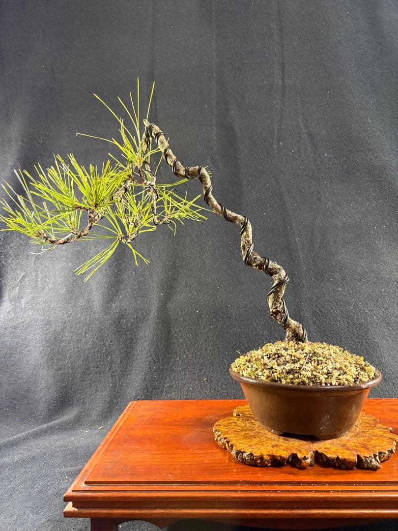 中品盆栽、赤松、斜幹作り、山採取 目立った傷や汚れなし
