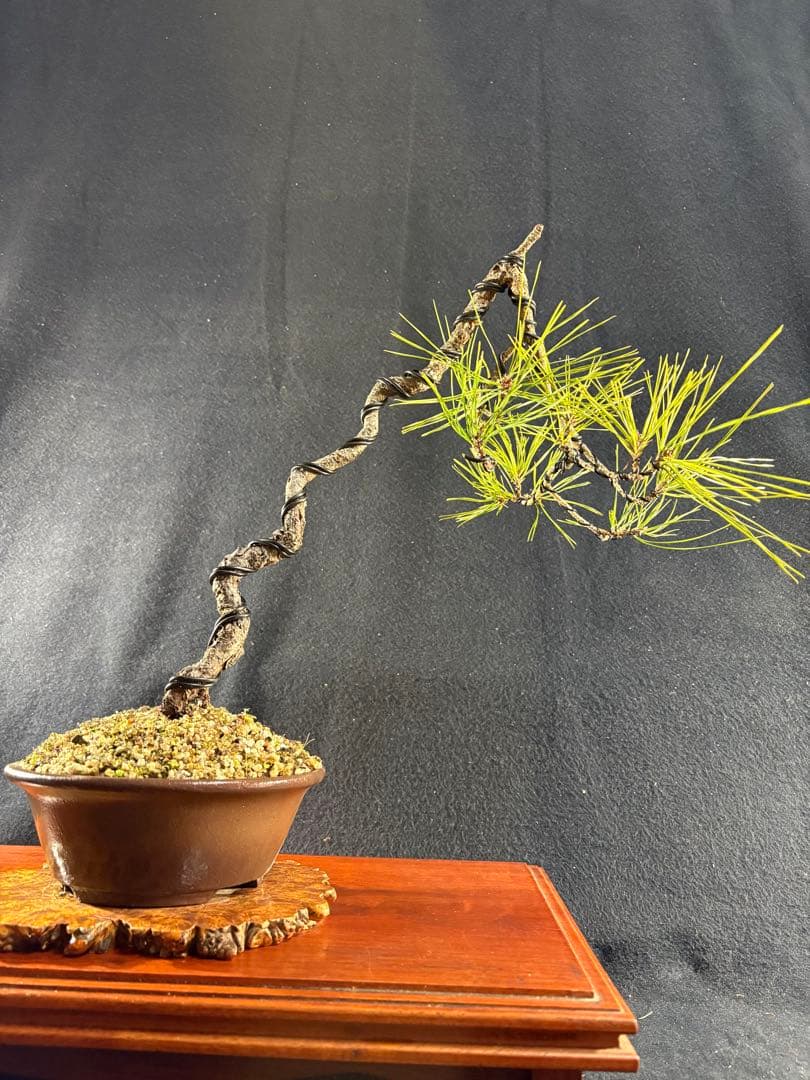 中品盆栽、赤松、斜幹作り、山採取 目立った傷や汚れなし