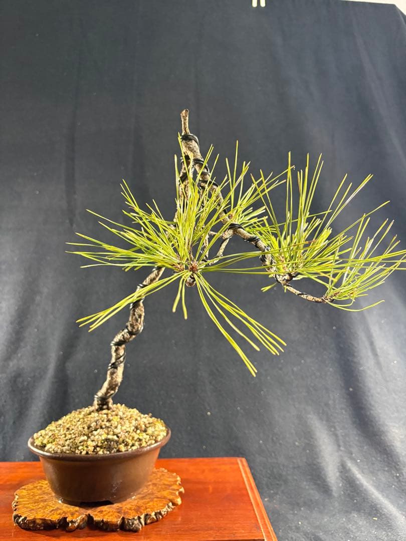 中品盆栽、赤松、斜幹作り、山採取 目立った傷や汚れなし