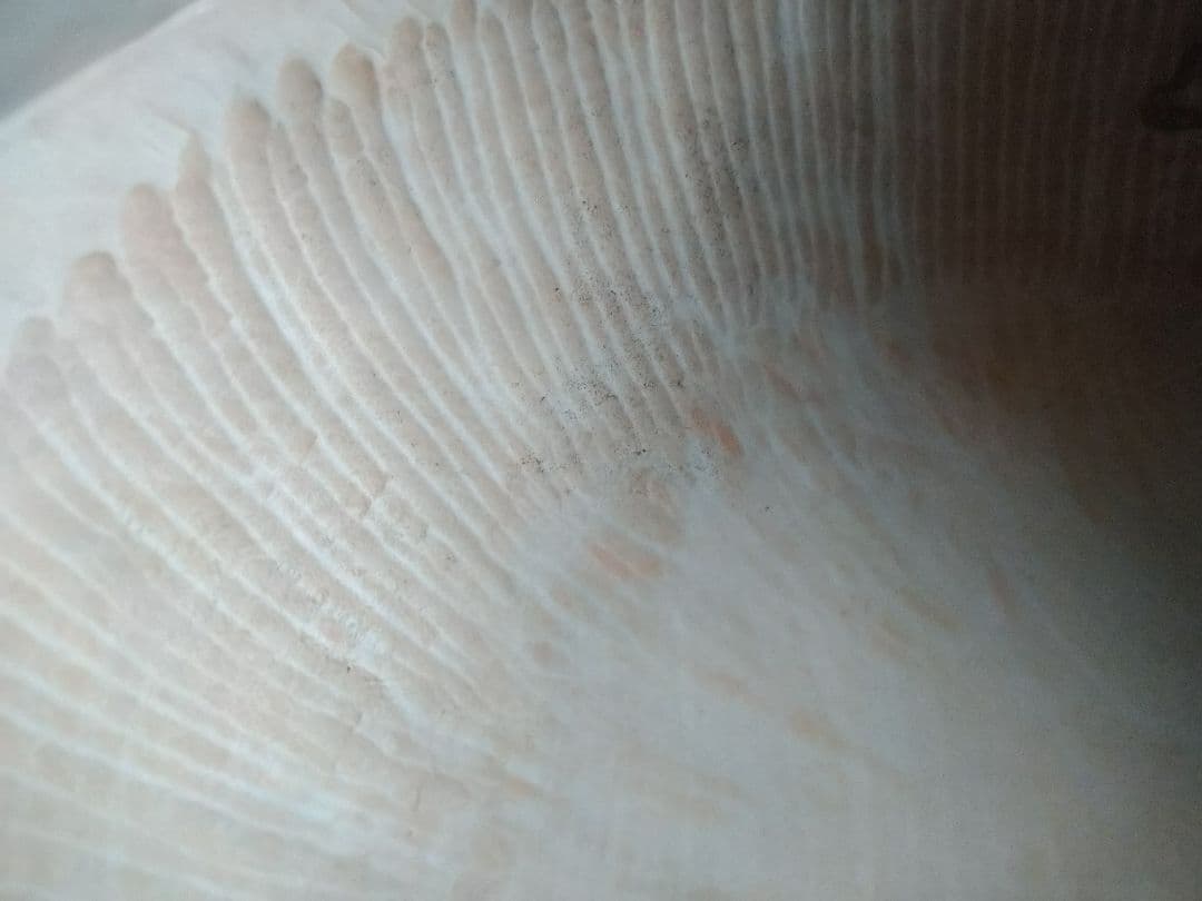 木製　うどん、そば　捏ね鉢☆