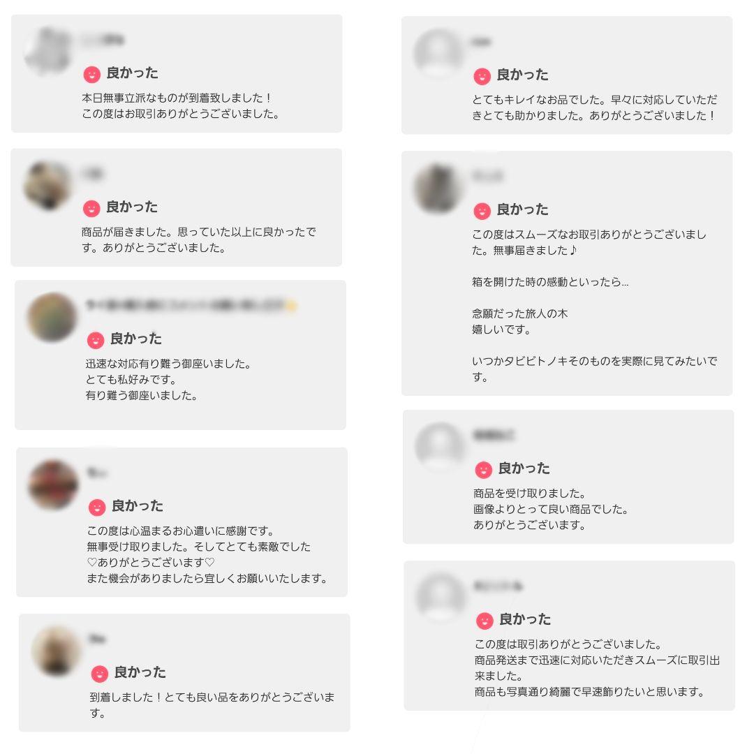 旅人の木 タビビトノキ 石垣島産 送料込み