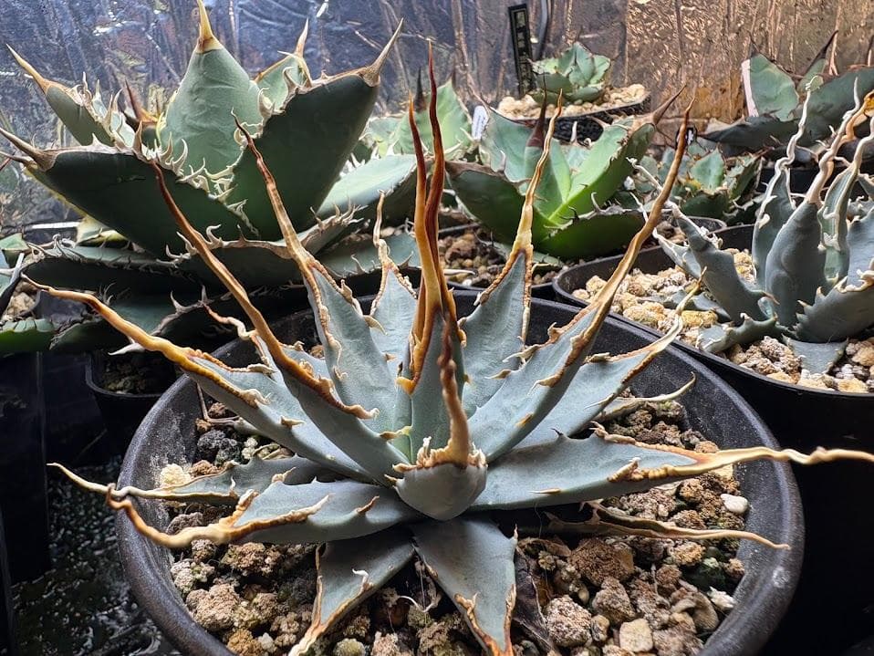 3 アガベ ユタエンシス　エボリスピナ　実生選抜　コレクション株