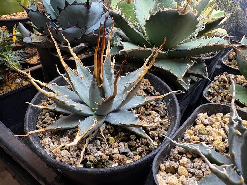 3 アガベ ユタエンシス　エボリスピナ　実生選抜　コレクション株