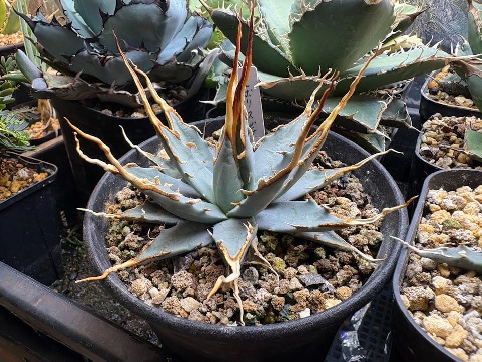 3 アガベ ユタエンシス　エボリスピナ　実生選抜　コレクション株