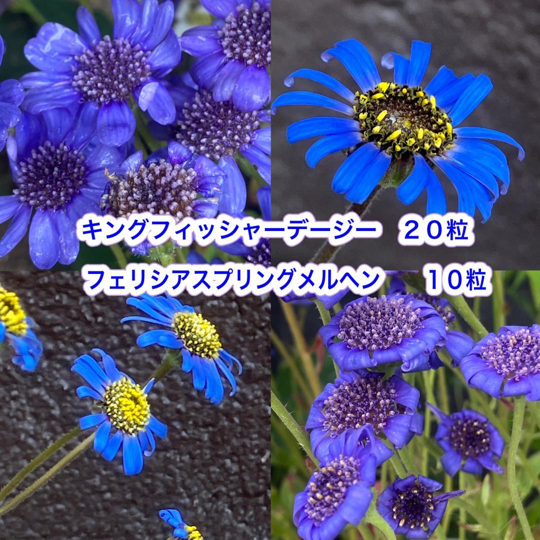 キングフィッシャーデージー２０粒　フェリシアスプリングメルヘン１０粒