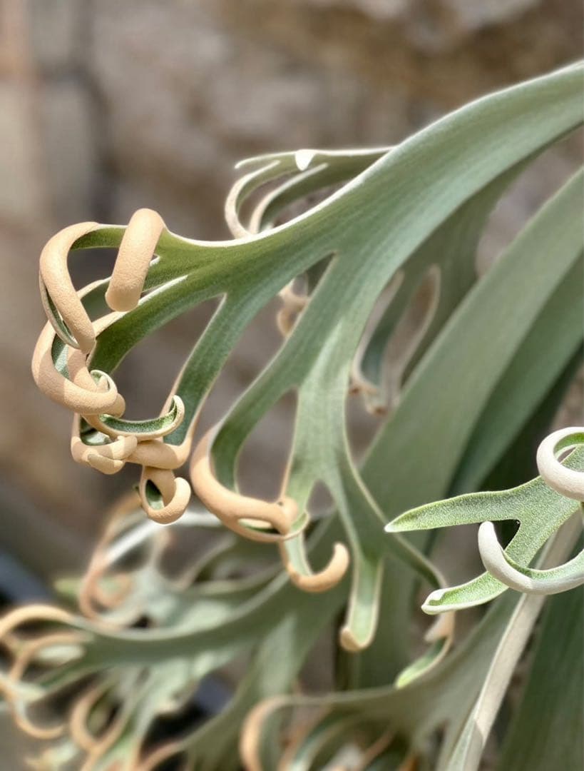 ビカクシダ P. willinckii Anapat#9 (PUP) 3