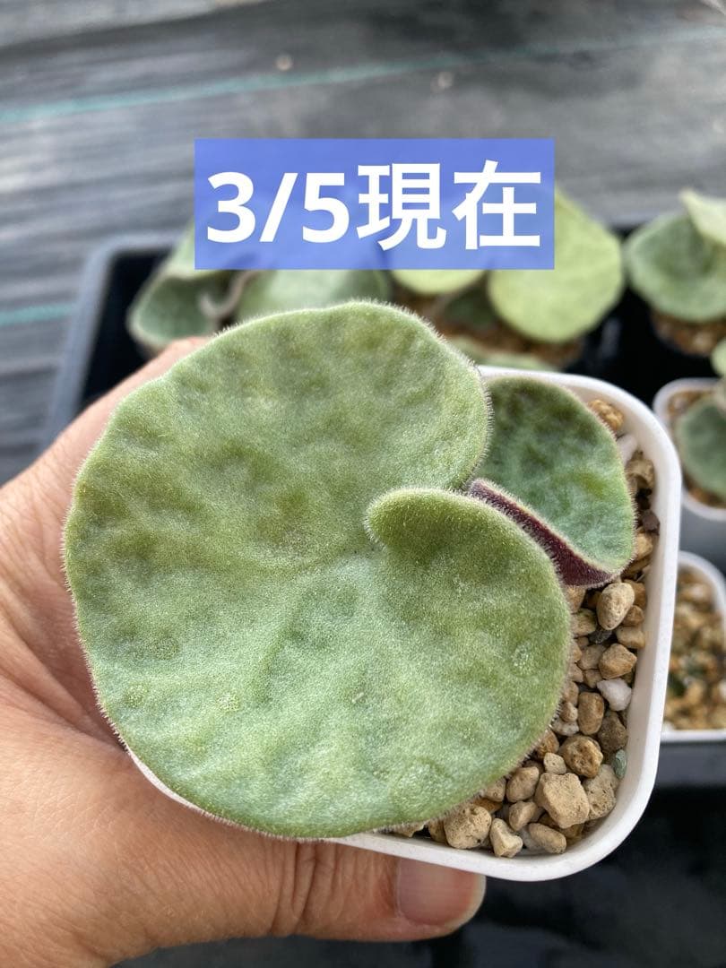 チレコドン シングラリス 鉢ごと発送①