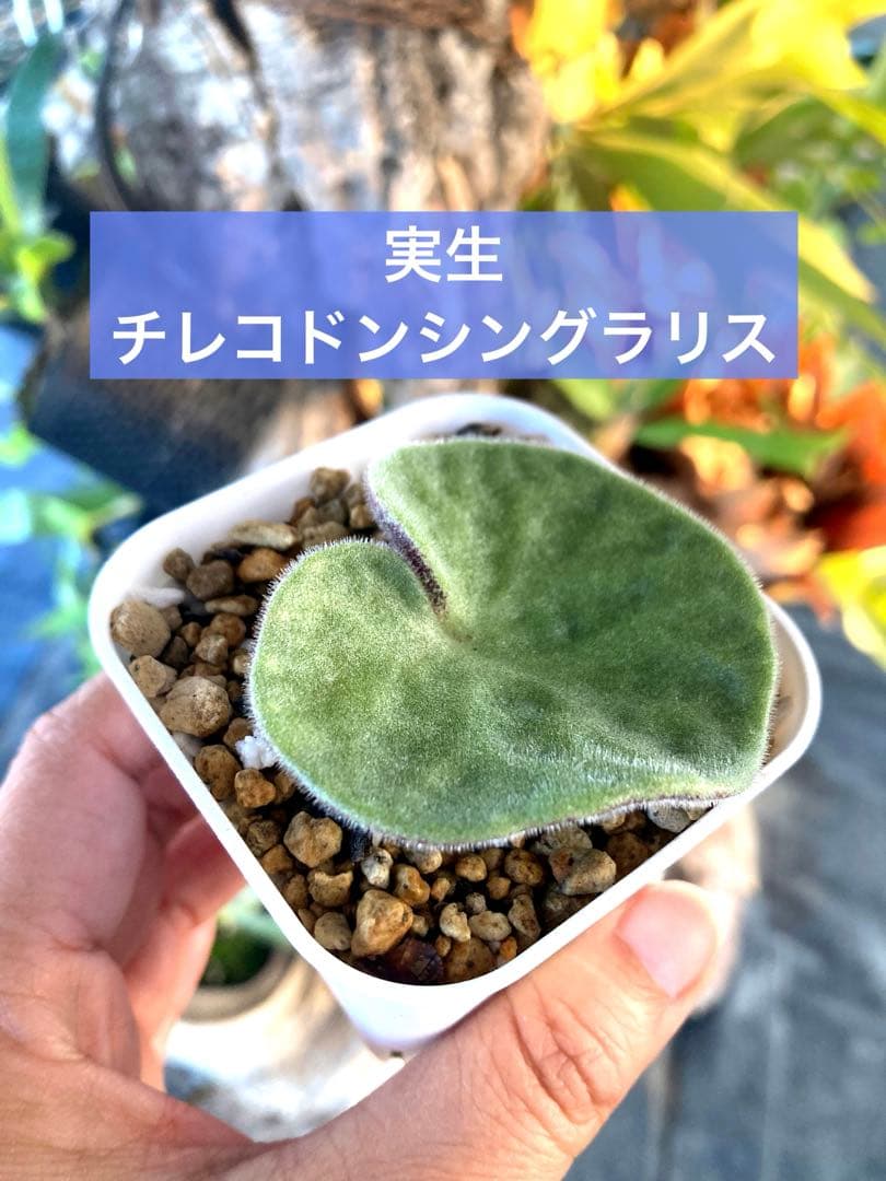 チレコドン シングラリス 鉢ごと発送①