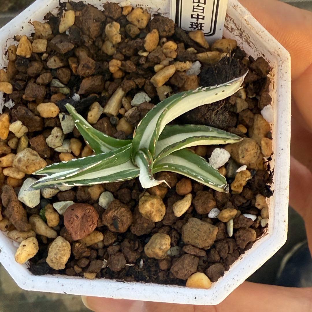 アガベ 氷山白中斑 子株