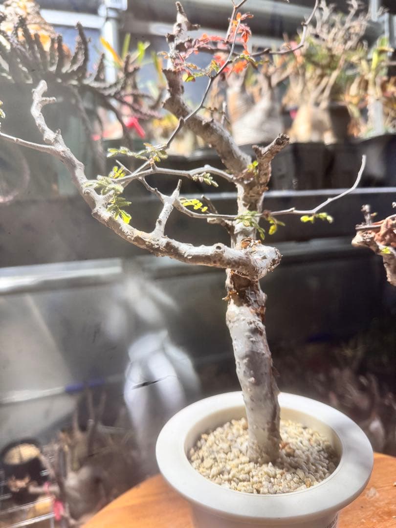 センナメリディオナリス　実生