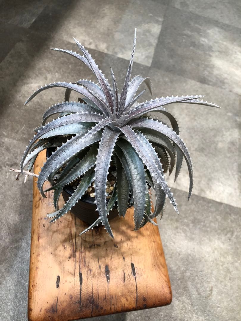 ディッキア・スノーボール②