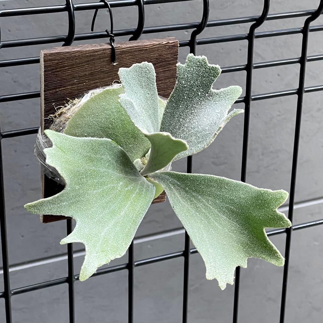 ︎︎︎︎☑︎ veitchii wild × Diversifolium ビカクシダ