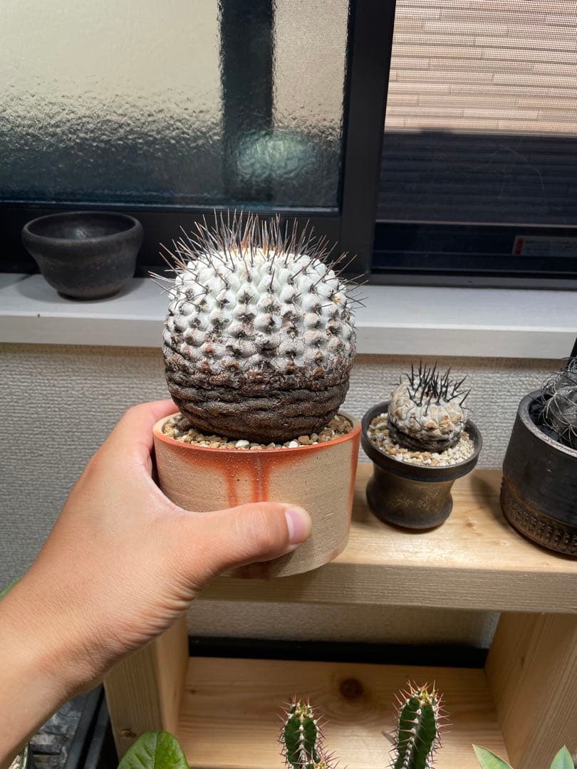 コピアポア　弧竜丸　コルムナアルバ　現地球　最終値下げ