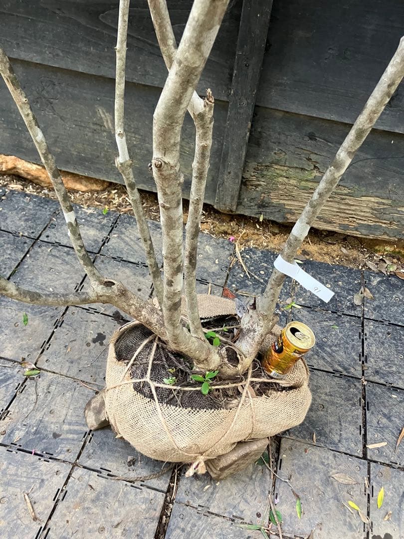 92 山採り　アオダモ