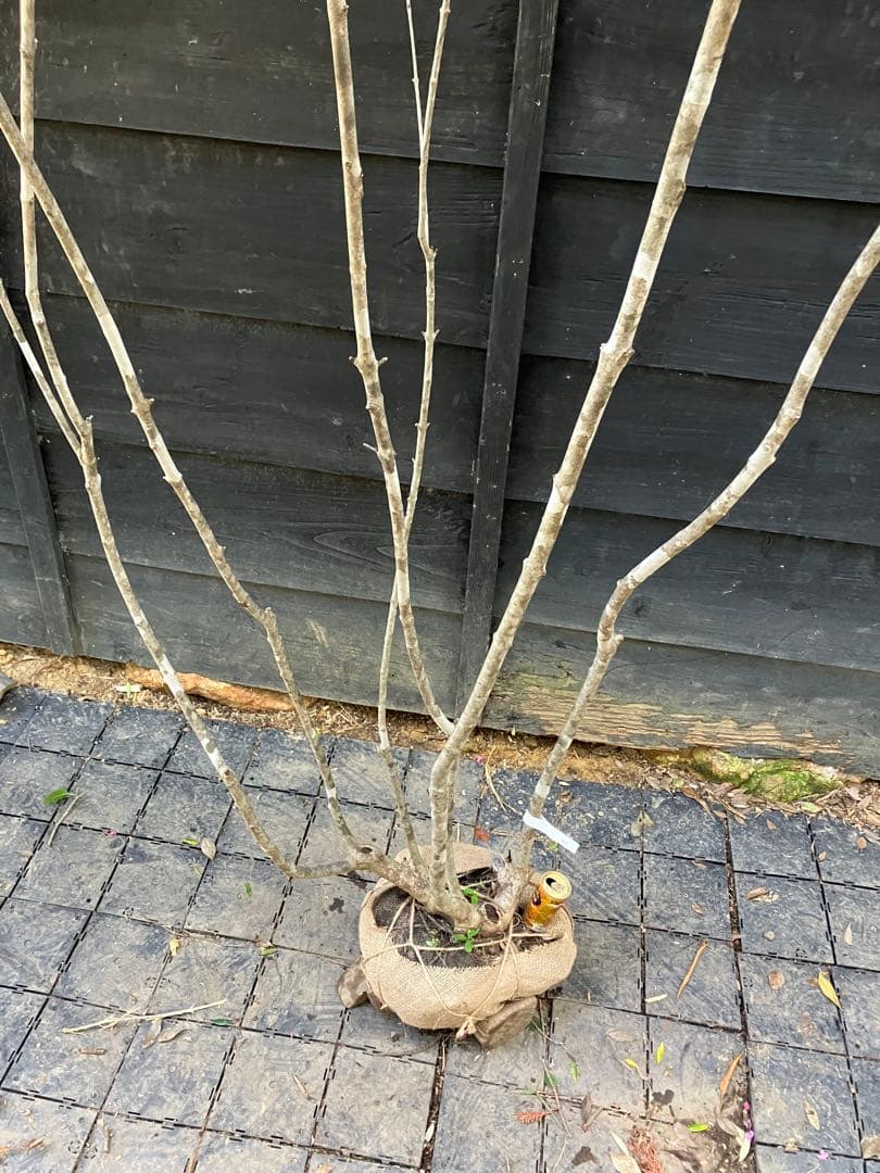 92 山採り　アオダモ