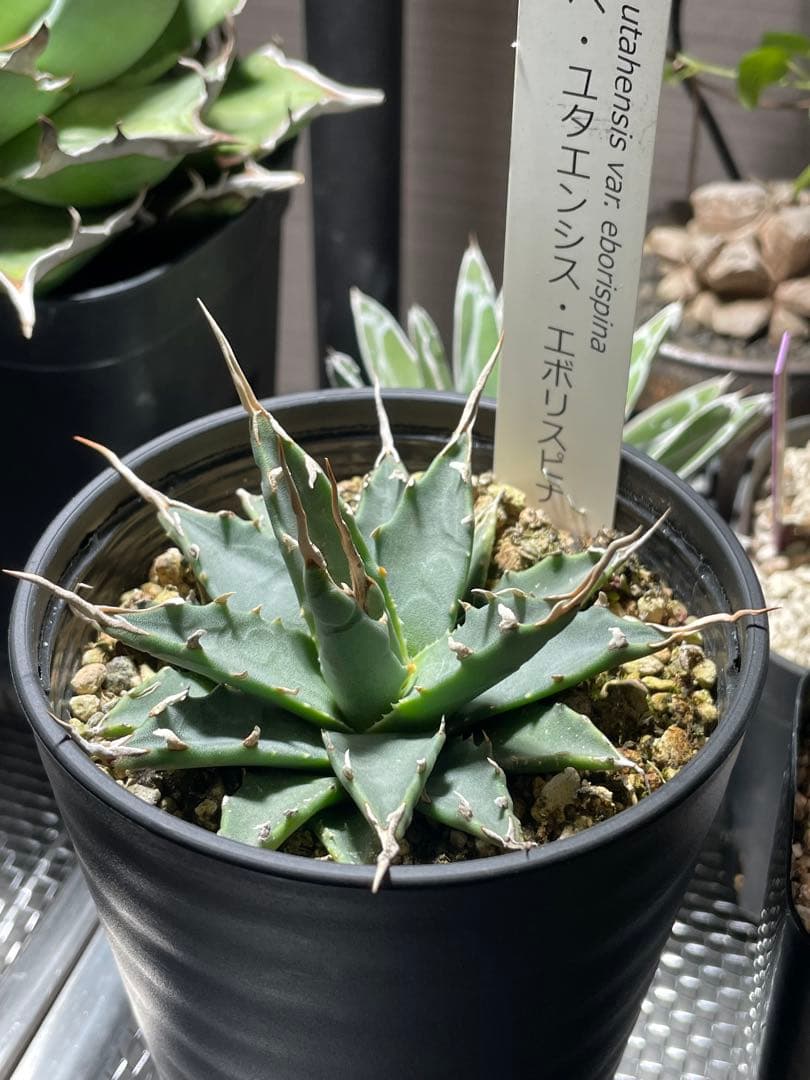 特選株　美株　実生　エボリスピナ