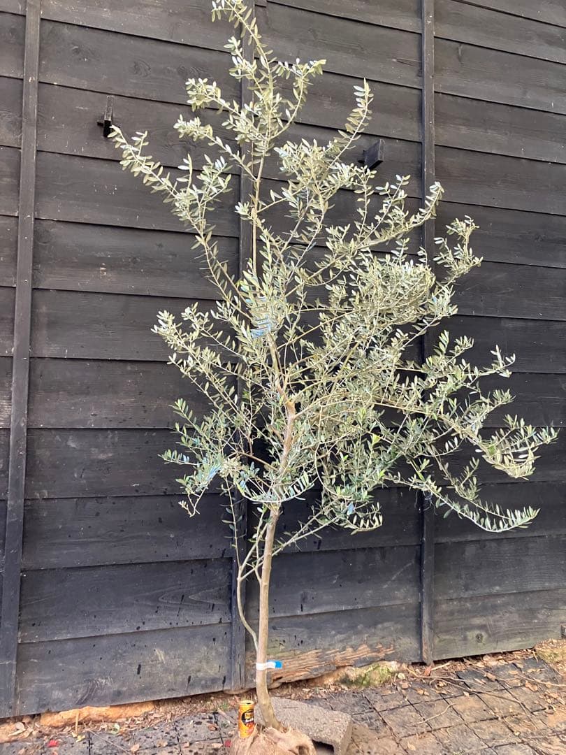 希少　オリーブの木　カリフォルニアクイーン