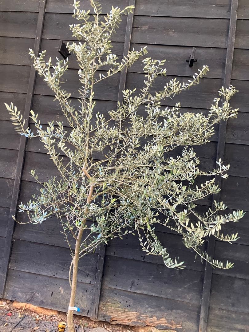 希少　オリーブの木　カリフォルニアクイーン