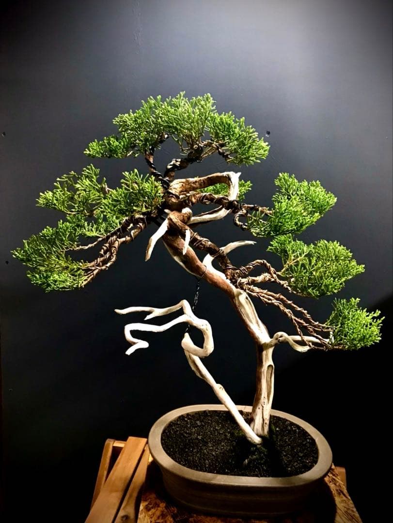糸魚川真柏盆栽 ☆★山木★☆