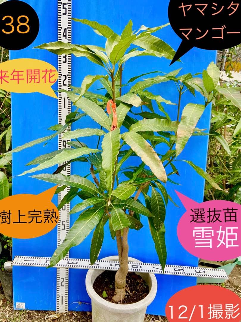 38ヤマシタマンゴー　耐寒性フルーツ