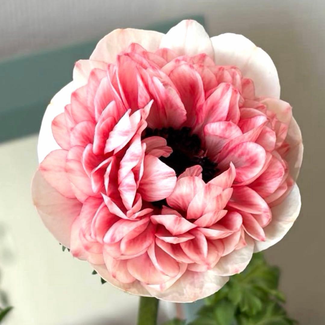 【1年株】八重咲きアネモネ momo もも　オフホワイト赤みピンク系《2/5》