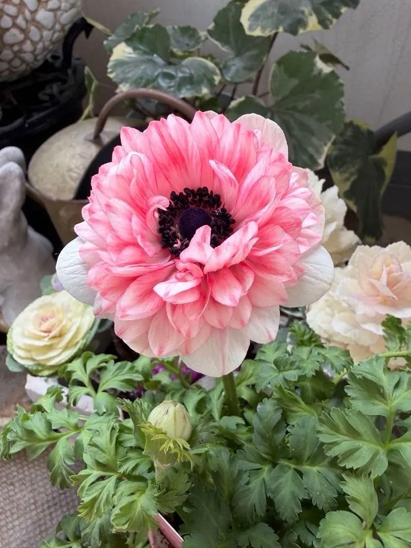 【1年株】八重咲きアネモネ momo もも　オフホワイト赤みピンク系《2/5》