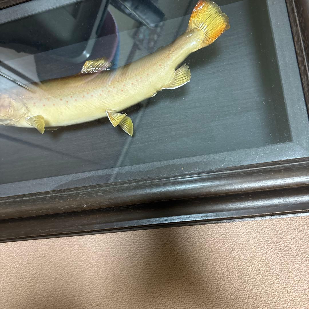 岩魚標本 イワナ　剥製　川魚　清流魚