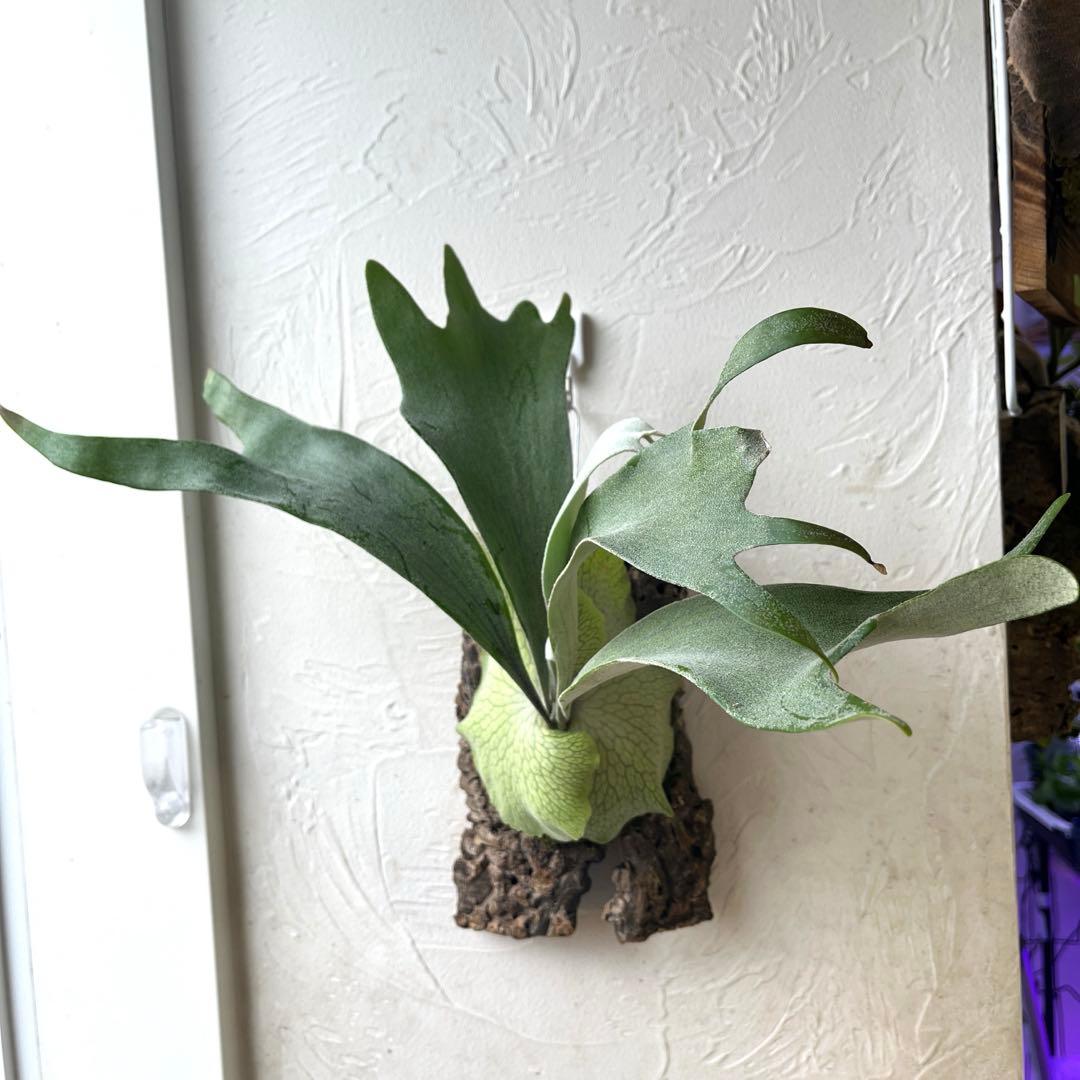 ビカクシダ　ペドロタツタ　コルク付け