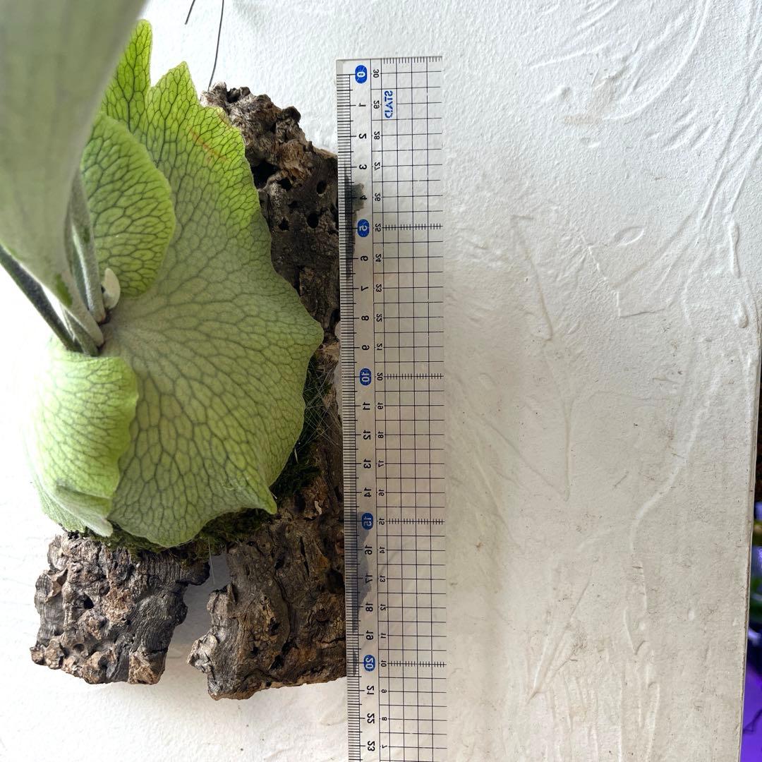 ビカクシダ　ペドロタツタ　コルク付け