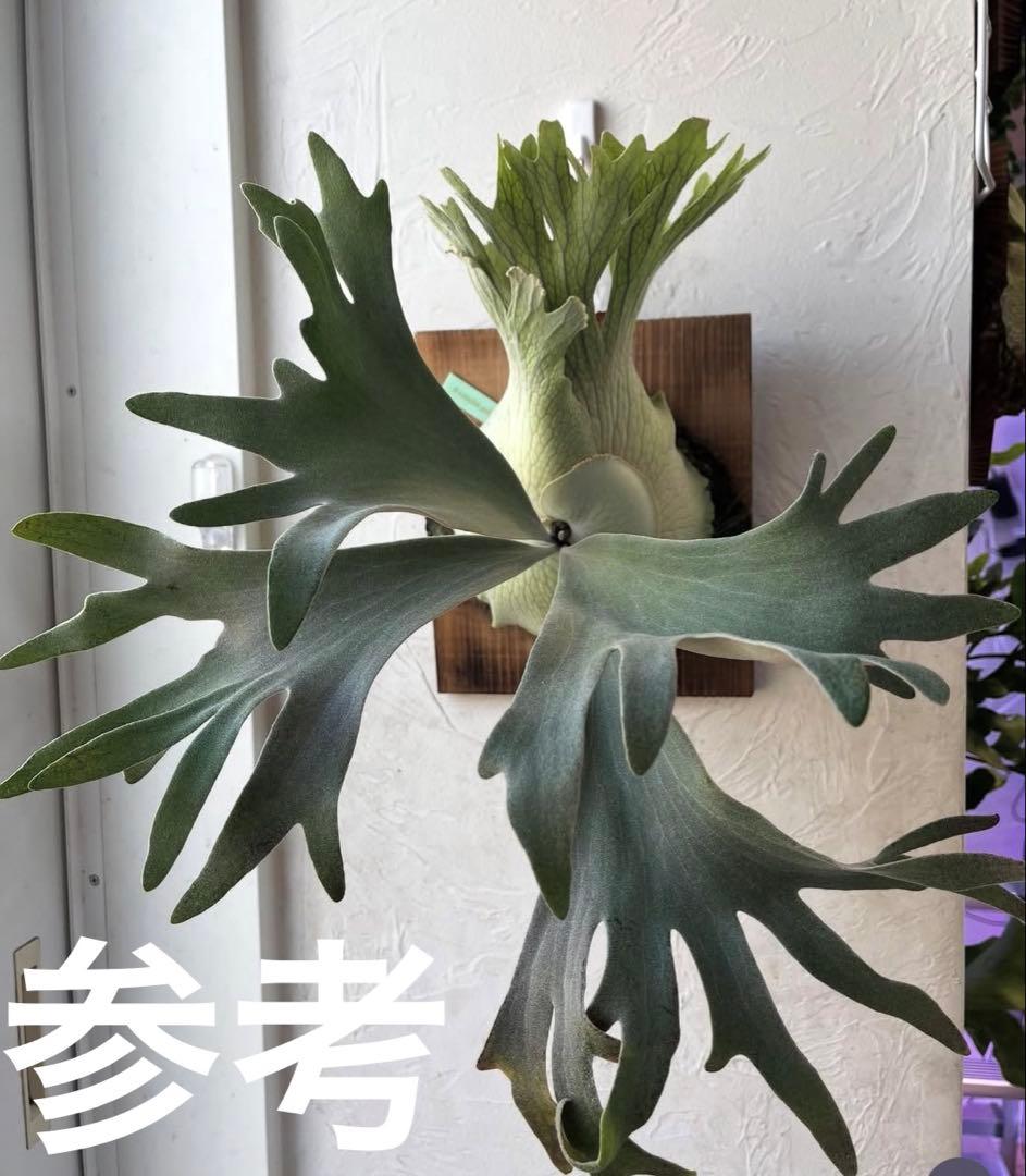 ビカクシダ　ペドロタツタ　コルク付け