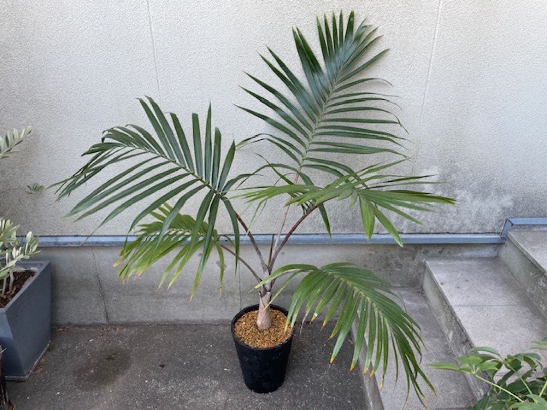 直接のお引取歓迎 Plant■トックリヤシ/ 観葉植物/115cm■膨らんだ根元