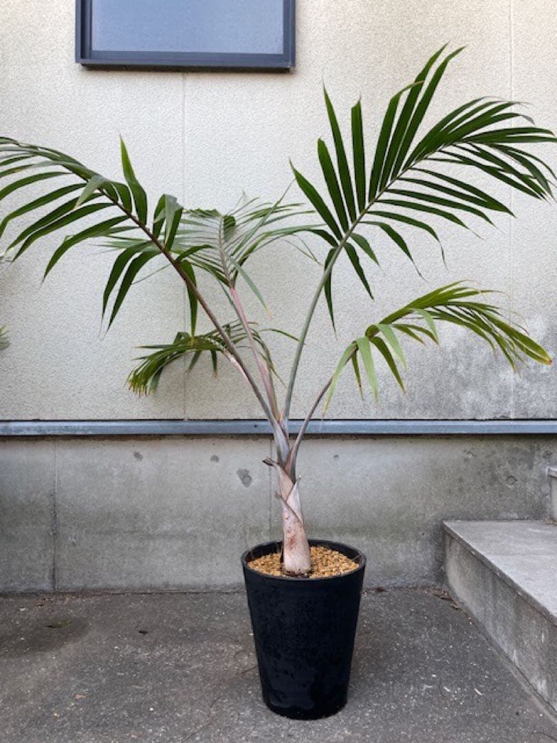 直接のお引取歓迎 Plant■トックリヤシ/ 観葉植物/115cm■膨らんだ根元