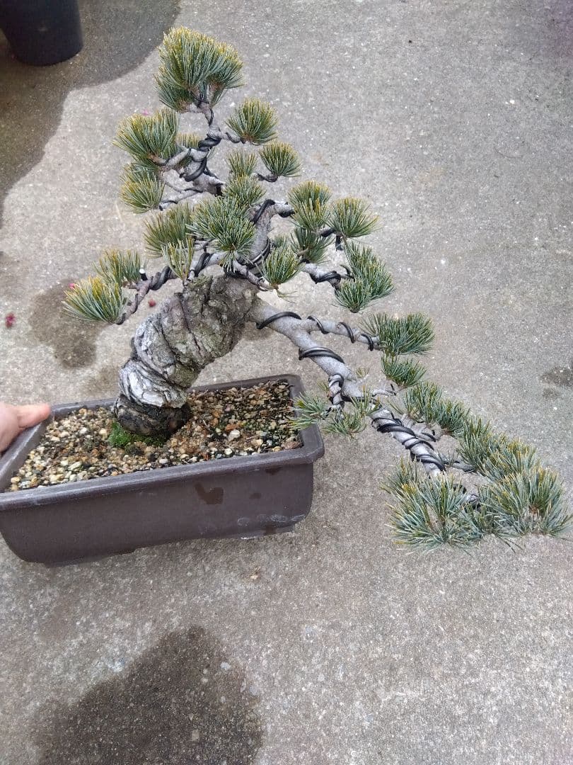 五葉松　盆栽　極太❗良樹形❗8号陶器鉢つき　ち