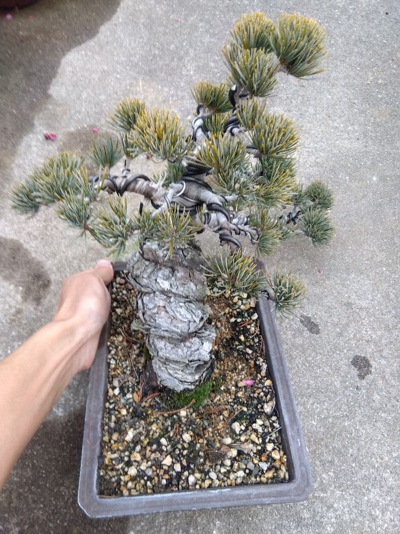 五葉松　盆栽　極太❗良樹形❗8号陶器鉢つき　ち