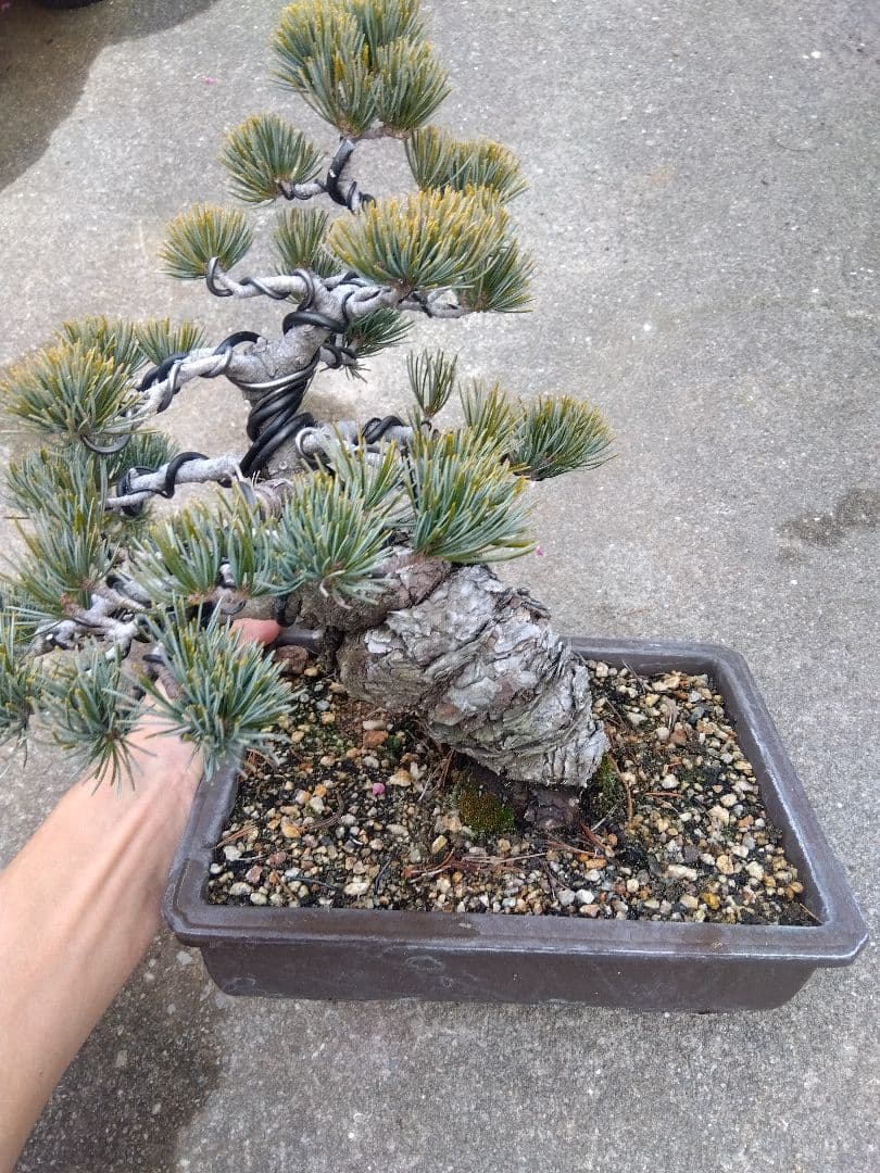 五葉松　盆栽　極太❗良樹形❗8号陶器鉢つき　ち
