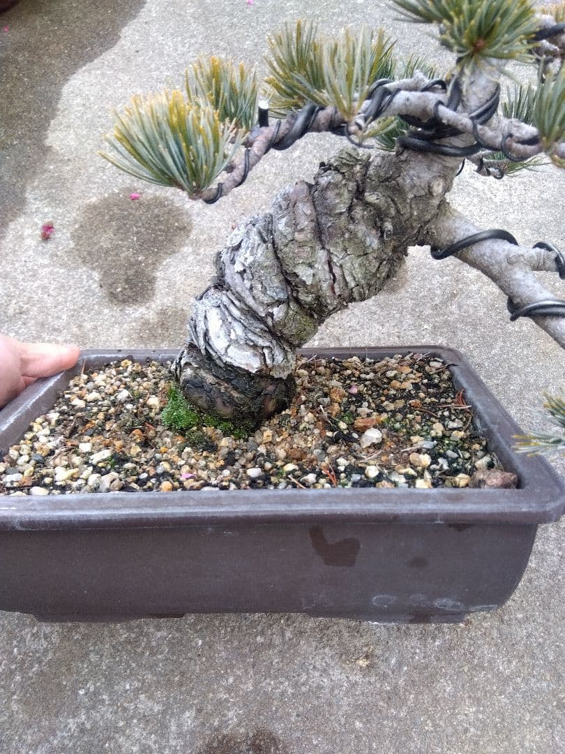 五葉松　盆栽　極太❗良樹形❗8号陶器鉢つき　ち