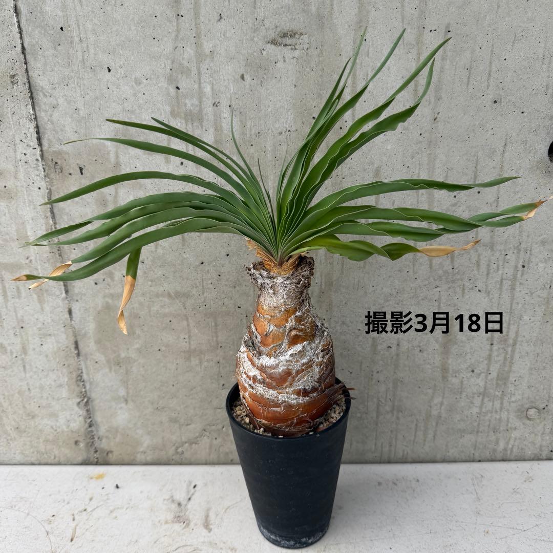 ブーファン　ディスティチャ 4号鉢 b 球根植物