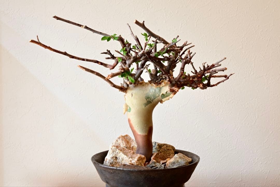 コミフォラ カタフ ターカネンシス　発根時み