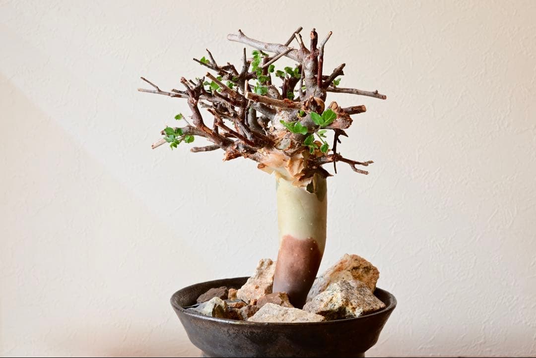 コミフォラ カタフ ターカネンシス　発根時み