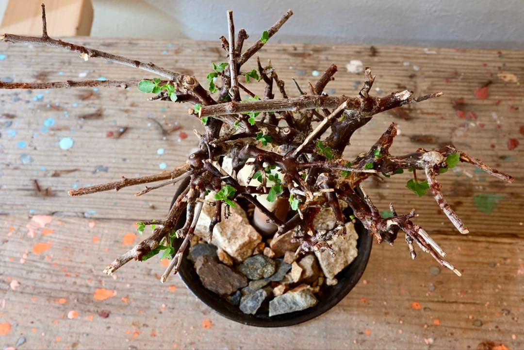 コミフォラ カタフ ターカネンシス　発根時み