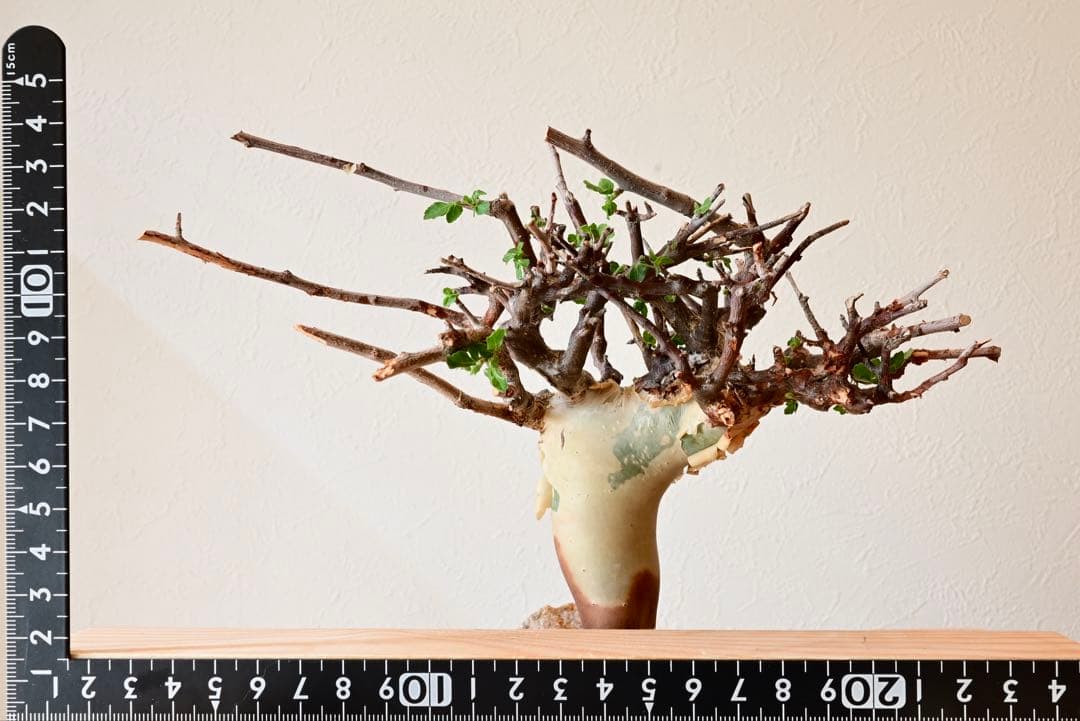 コミフォラ カタフ ターカネンシス　発根時み