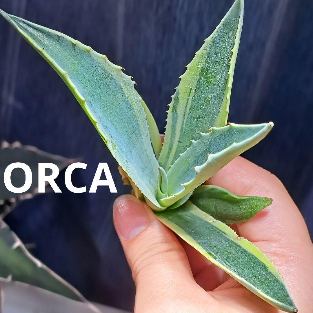 ★根付き大子株★オルカ★　アガベ　オバティフォリア　オルカ　②