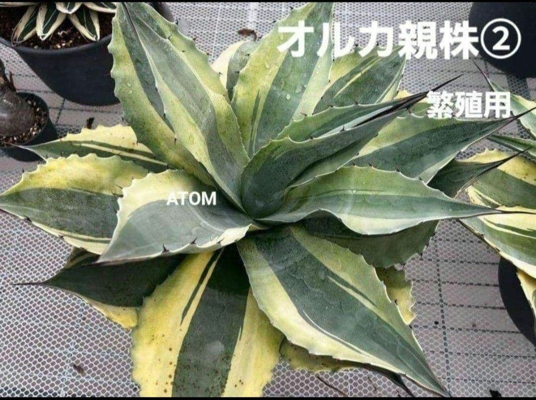 ★根付き大子株★オルカ★　アガベ　オバティフォリア　オルカ　②